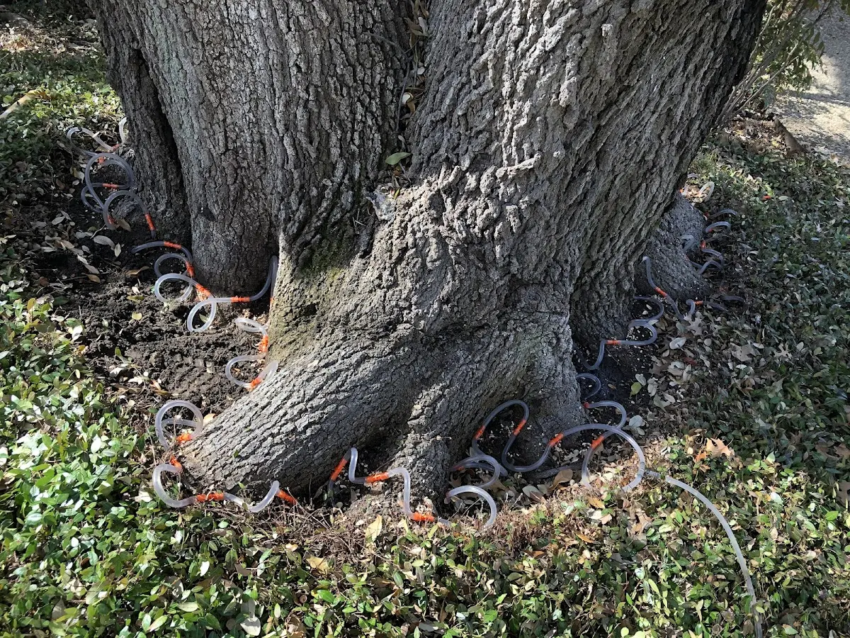 Detailed Tree Cabling and Bracing job site in Sikes