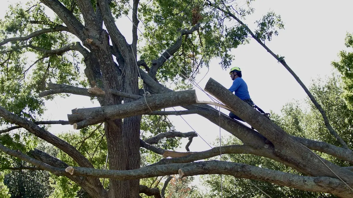 Professional Hazardous Tree Removal performed by certified arborists in Sikes