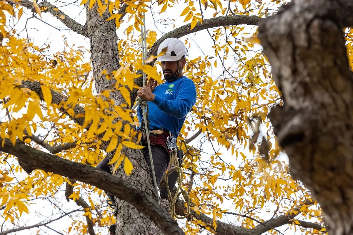 Skilled Dead Tree Removal crew working in Sikes